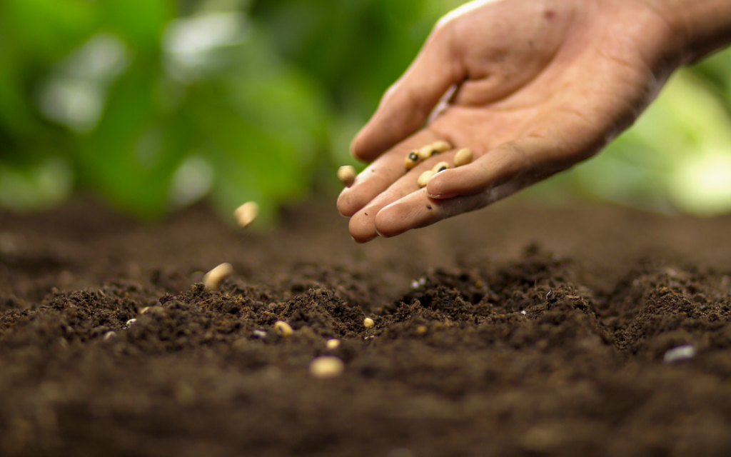 planting seeds