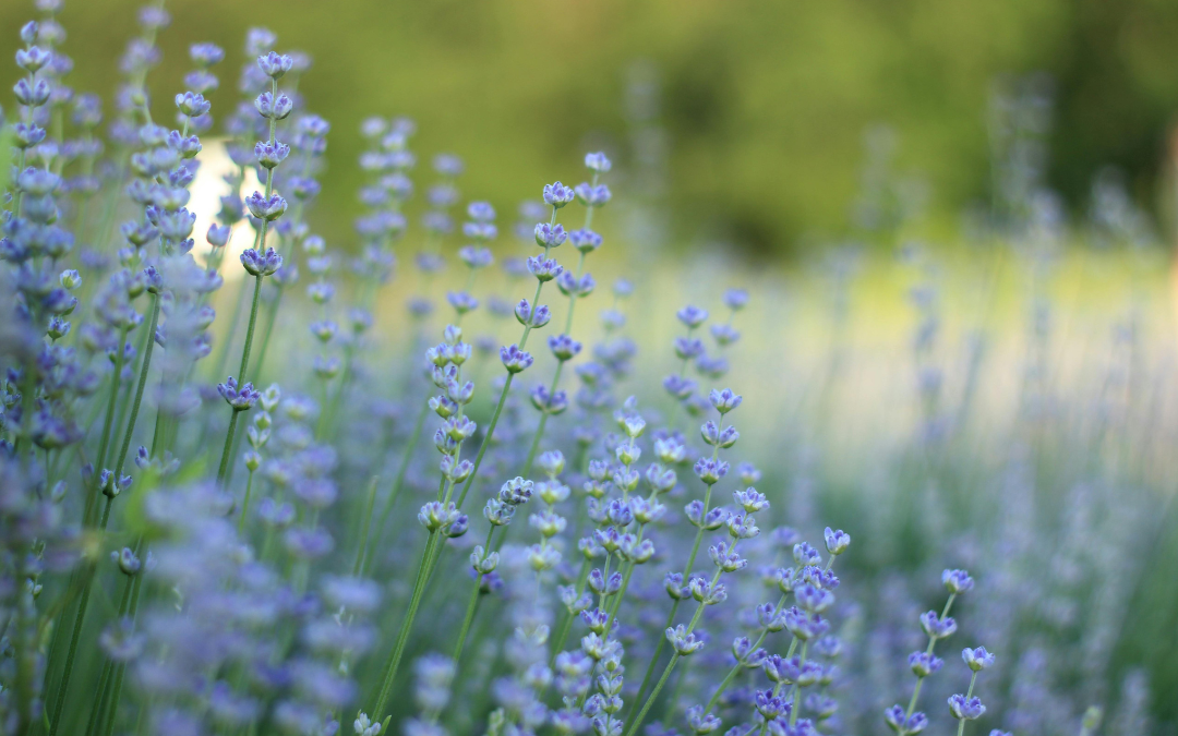 blue flowers blooming in spring